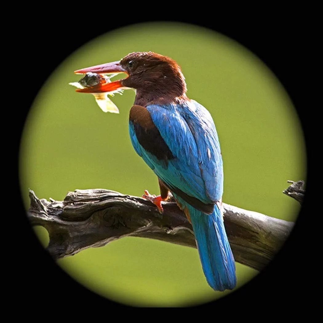 تلسکوپ منکسوری با سه پایه و یابنده، تلسکوپ قابل حمل برای مبتدیان نجوم، تلسکوپ مسافرتی، فاصله کانونی 1250 میلی متر، تلسکوپ 10 منکسوری