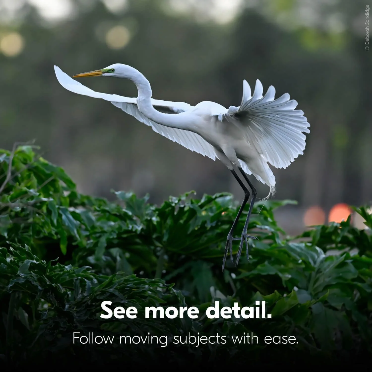 دوربین دوچشمی ۱۲x۲۵ نیکون با تثبیت کننده تصویر - تثبیت کننده تصویر اپتیکال، نمای بدون تاری، طراحی ضد آب، بزرگنمایی ۱۲ برابر برای تماشا پرندگان و فعالیت های خارج از منزل دوربین دوچشمی ۱۲x۲۵ نیکون با تثبیت کننده تصویر - تثبیت کننده تصویر اپتیکال، نمای بدون تاری، طراحی ضد آب، بزرگنمایی ۱۲ برابر برای تماشا پرندگان و فعالیت های خارج از منزل