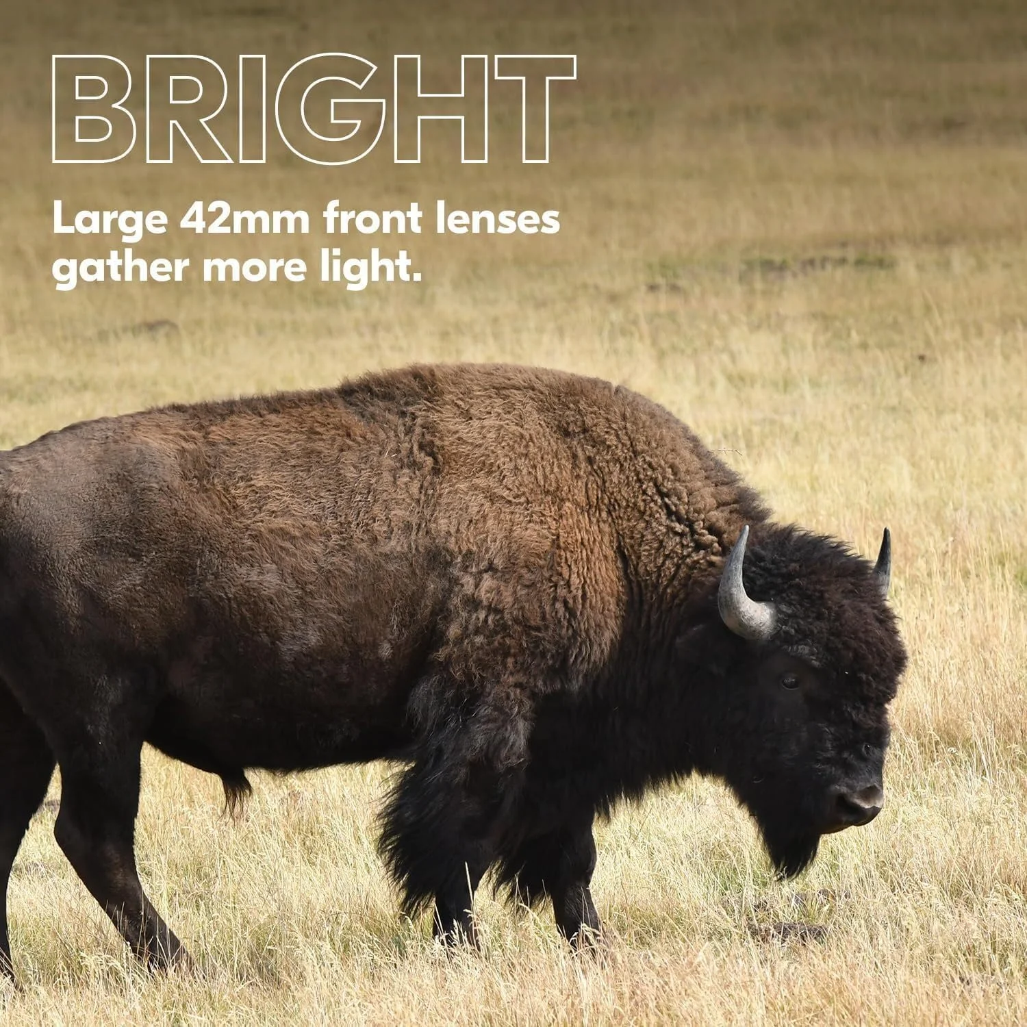 دوربین دوچشمی نیکون Prostaff P3 10X42 به همراه کیف شانه ای دوربین DSLR و بدون آینه (مشکی)، قلم تمیز کننده لنز Focus و پارچه تمیز کننده میکروفیبر Focus (4 تکه) دوربین دوچشمی نیکون Prostaff P3 10X42 به همراه کیف شانه ای دوربین DSLR و بدون آینه (مشکی)، قلم تمیز کننده لنز Focus و پارچه تمیز کننده میکروفیبر Focus (4 تکه)