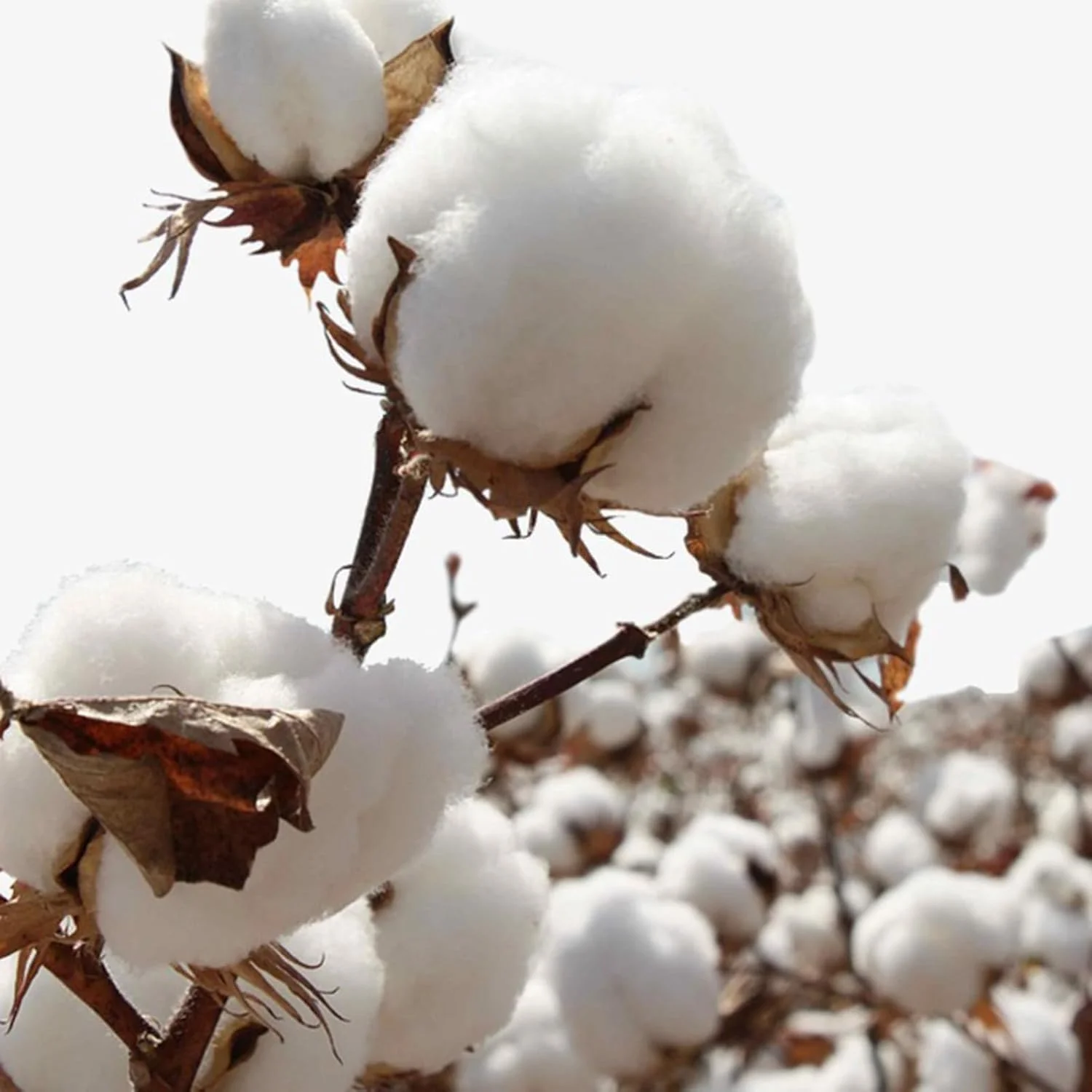 پدهای گرد پنبه ای 100% ارگانیک، 200 عددی - پدهای پاک کننده آرایش صورت - پدهای پنبه ای نرم برای تونر و مراقبت از پوست