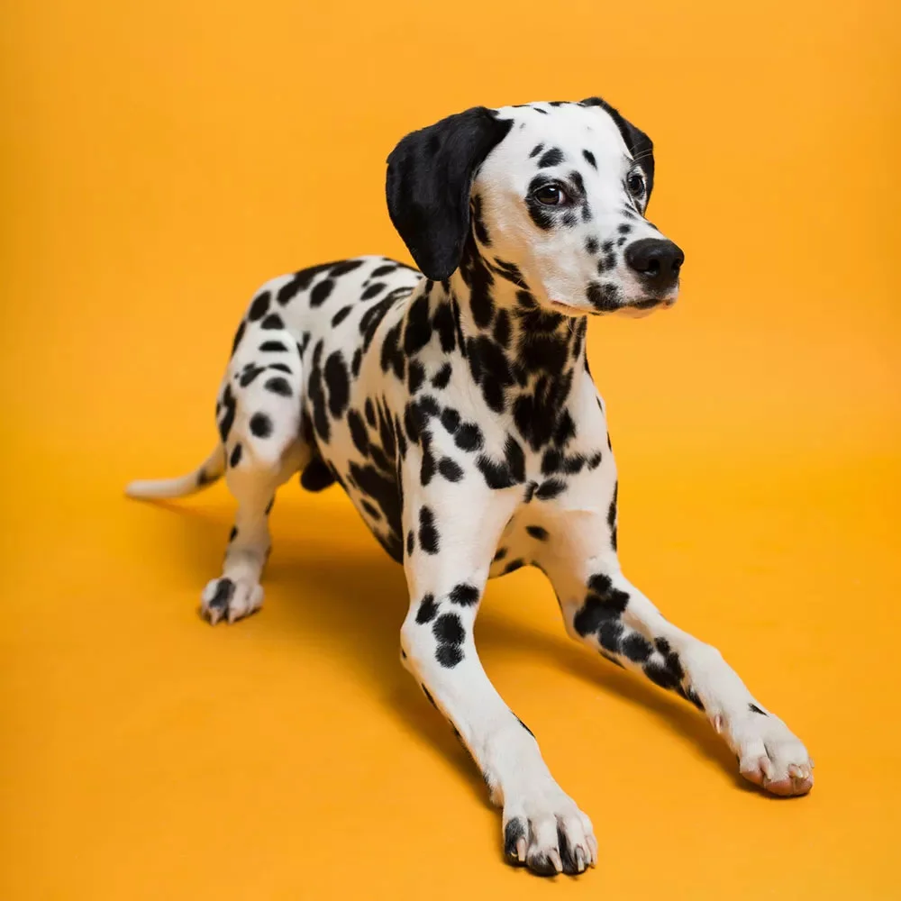 پس زمینه کاغذی Savage Widetone Seamless #43 رنگ مارمالاد