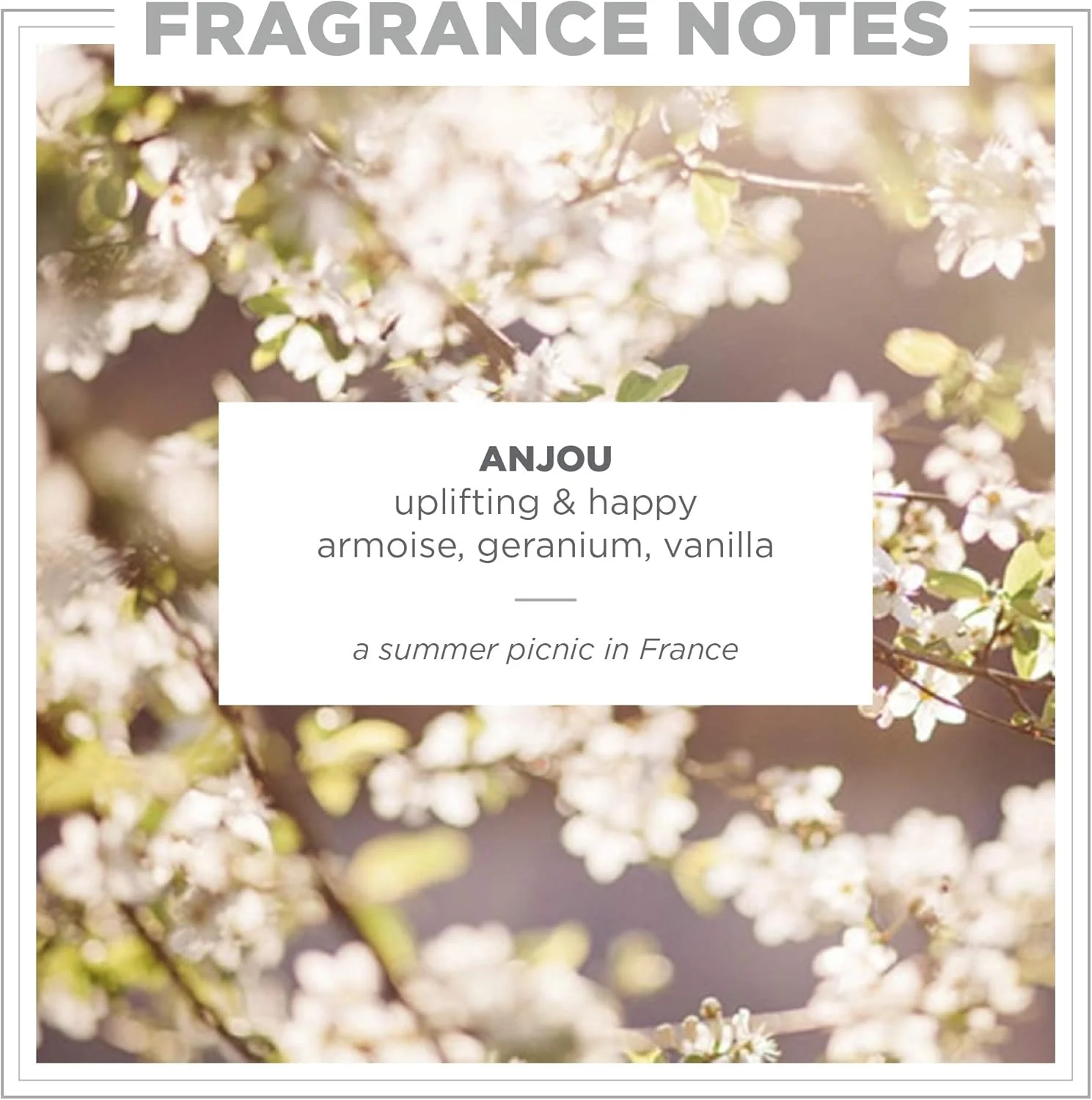 عطر رولی زنتس، آنژو، عطر متمرکز، 10 میلی لیتر