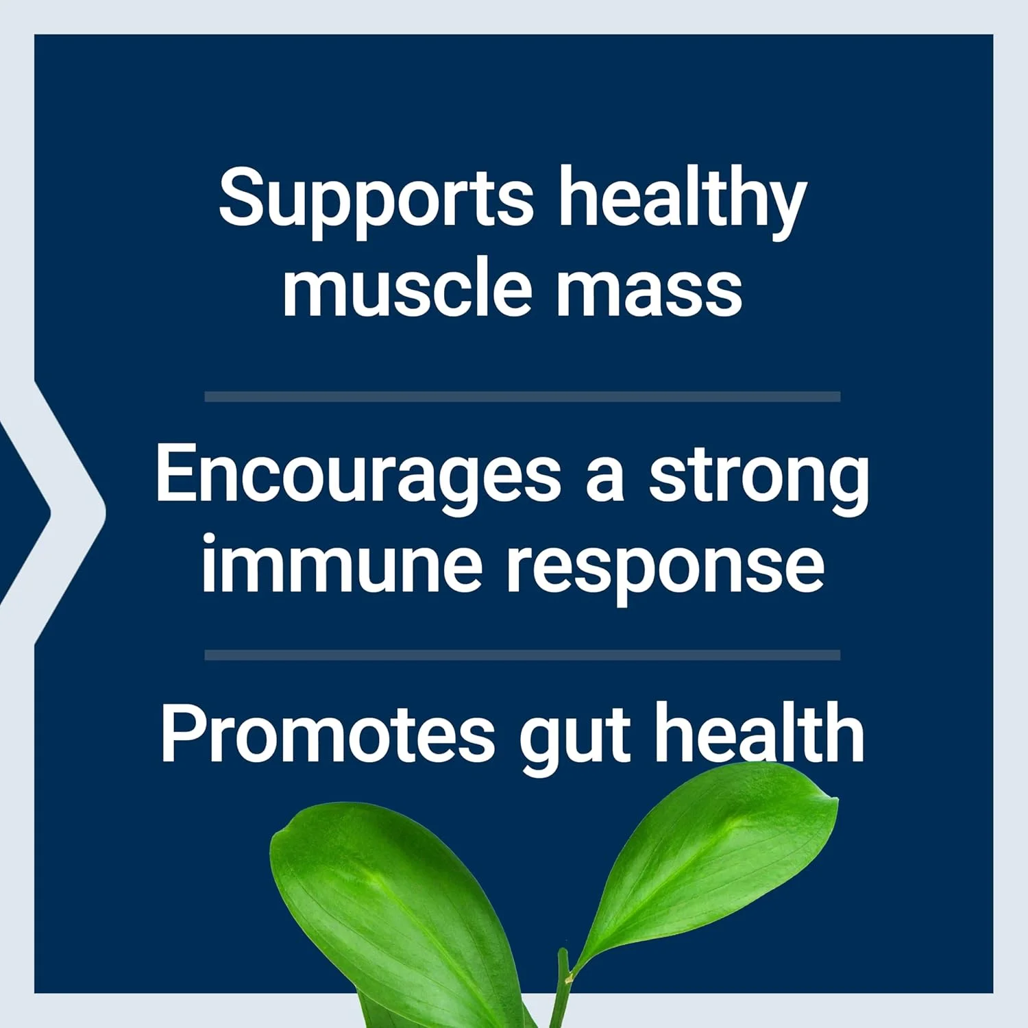 پودر ال-گلوتامین لایف اکستنشن، آمینو اسید، پشتیبانی از سلامت عضلات و سلامت سیستم ایمنی، بدون گلوتن، غیر تراریخته، گیاهی، 100 گرم پودر ال-گلوتامین لایف اکستنشن، آمینو اسید، پشتیبانی از سلامت عضلات و سلامت سیستم ایمنی، بدون گلوتن، غیر تراریخته، گیاهی، 100 گرم