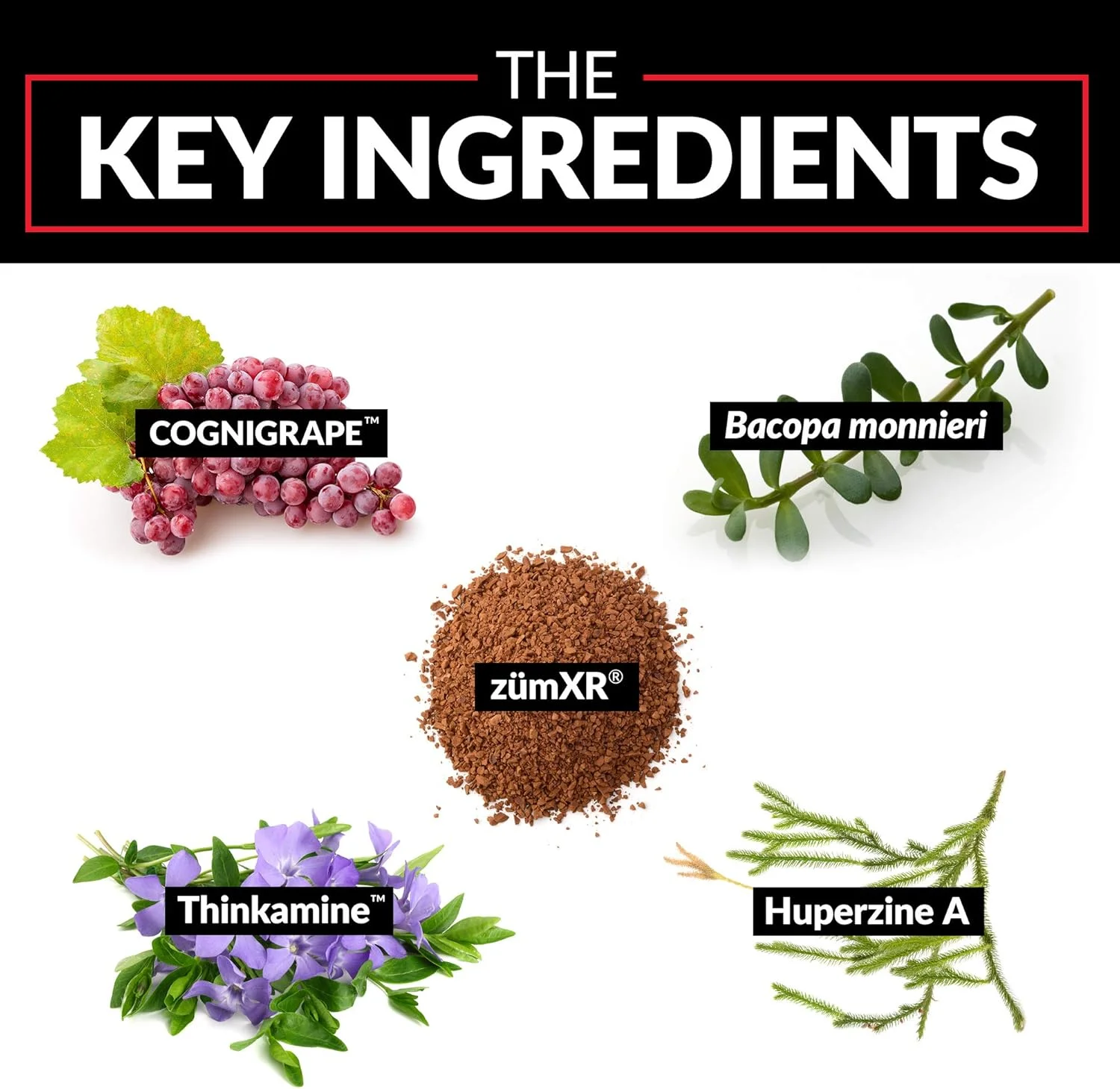 مکمل تقویت کننده مغز برای بهبود حافظه، افزایش تمرکز، افزایش انرژی ذهنی و پشتیبانی از سلامت مغز با کافئین، باکوپا و هوپرزین آ، فورس فکتور، 30 کپسول (بسته 2 عددی)