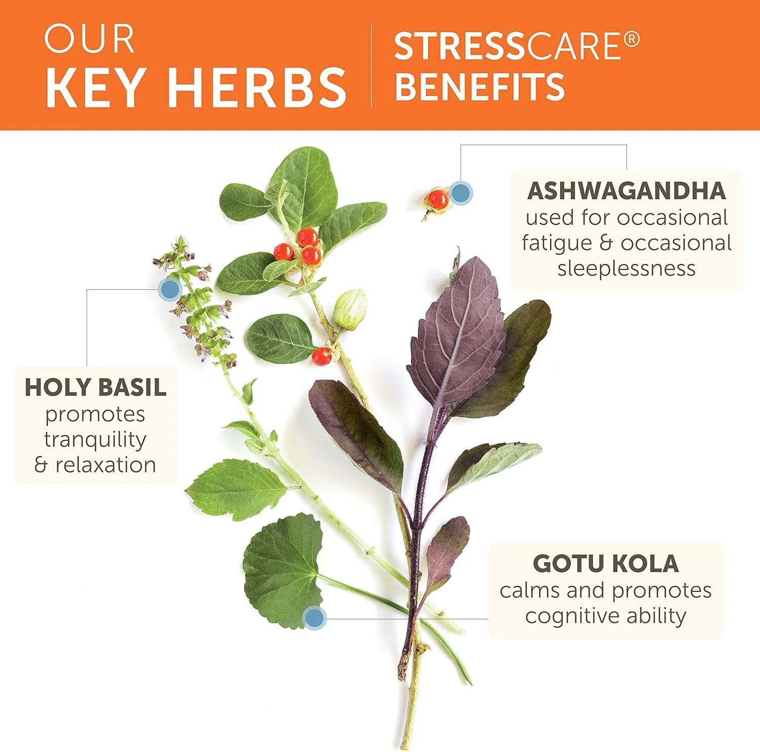 هیمالیا StressCare، تامین 30 روزه - پشتیبانی گیاهی آدرنال برای آرامش بخشیدن، تسکین استرس، پشتیبانی از انرژی و بی خوابی های گاه به گاه - وگان، غیر GMO، بدون گلوتن، 120 کپسول