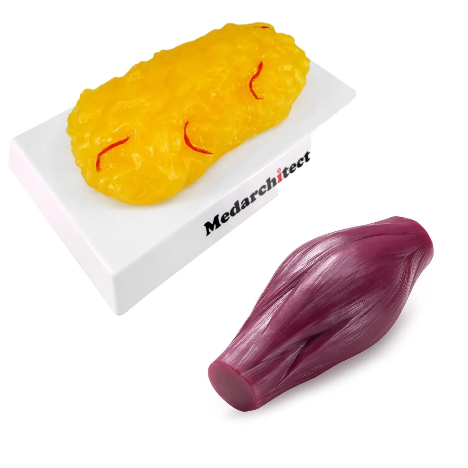 مدل معتبر چربی و عضله بدن انسان - 450 گرم