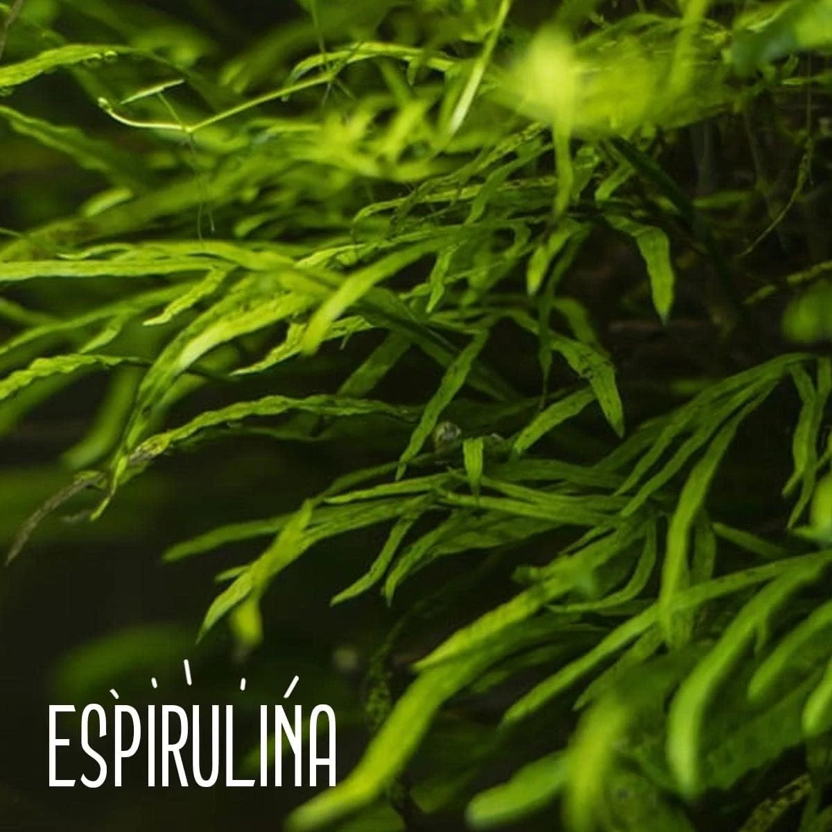 کپسول های اسپیرولینا و نونی آمازون آندِس - غذای سالم، پایدار و منصفانه با محتوای غذایی بالا و افزایش مقاومت - | 120 عدد کپسول گیاهی - غیر GMO - بدون گلوتن