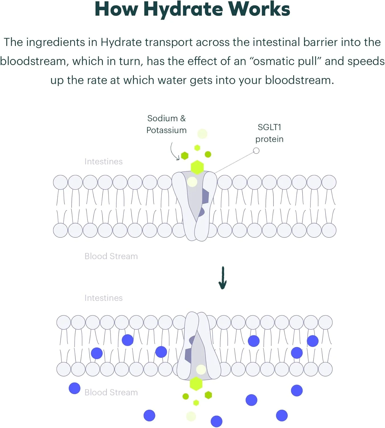 مجموعه کلاسیک Cheers | بازسازی + آبرسانی | آبرسانی مجدد و احساس بهتر پس از نوشیدن | DHM، ال-سیستئین، ویتامینهای B، الکترولیتها | 12 دوز از هر کدام | پشتیبانی از کبد | مکملهای الکترولیت مجموعه کلاسیک Cheers | بازسازی + آبرسانی | آبرسانی مجدد و احساس بهتر پس از نوشیدن | DHM، ال-سیستئین، ویتامینهای B، الکترولیتها | 12 دوز از هر کدام | پشتیبانی از کبد | مکملهای الکترولیت