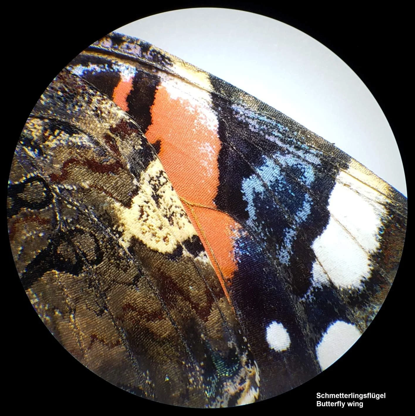 میکروسکوپ استریو BRESSER Analyth STR 10x - 40x میکروسکوپ استریو BRESSER Analyth STR 10x - 40x