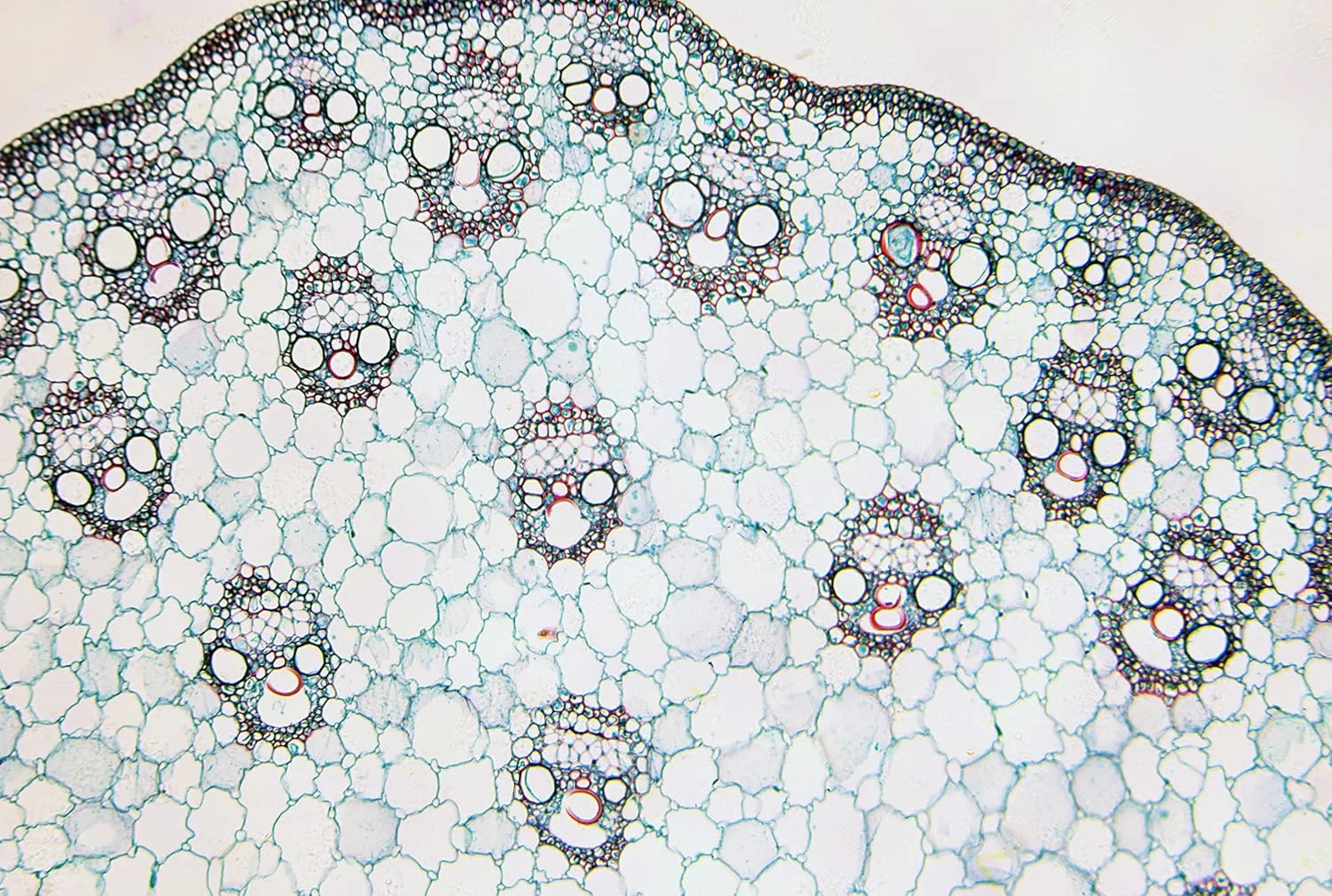 اسلایدهای آماده Bresser با جعبه چوبی (بسته 25 عددی)