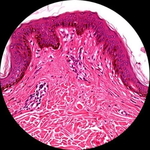 اسلایدهای میکروسکوپ آماده BARSKA شامل 100 قطعه به همراه جعبه چوبی