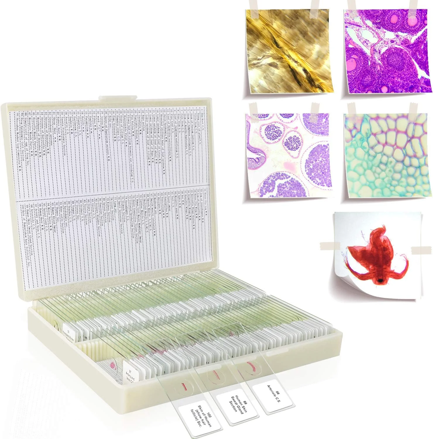 مجموعه اسلایدهای میکروسکوپ BNISE مدل LD-9112 مناسب آموزش دانش آموزان در خانه و مدرسه