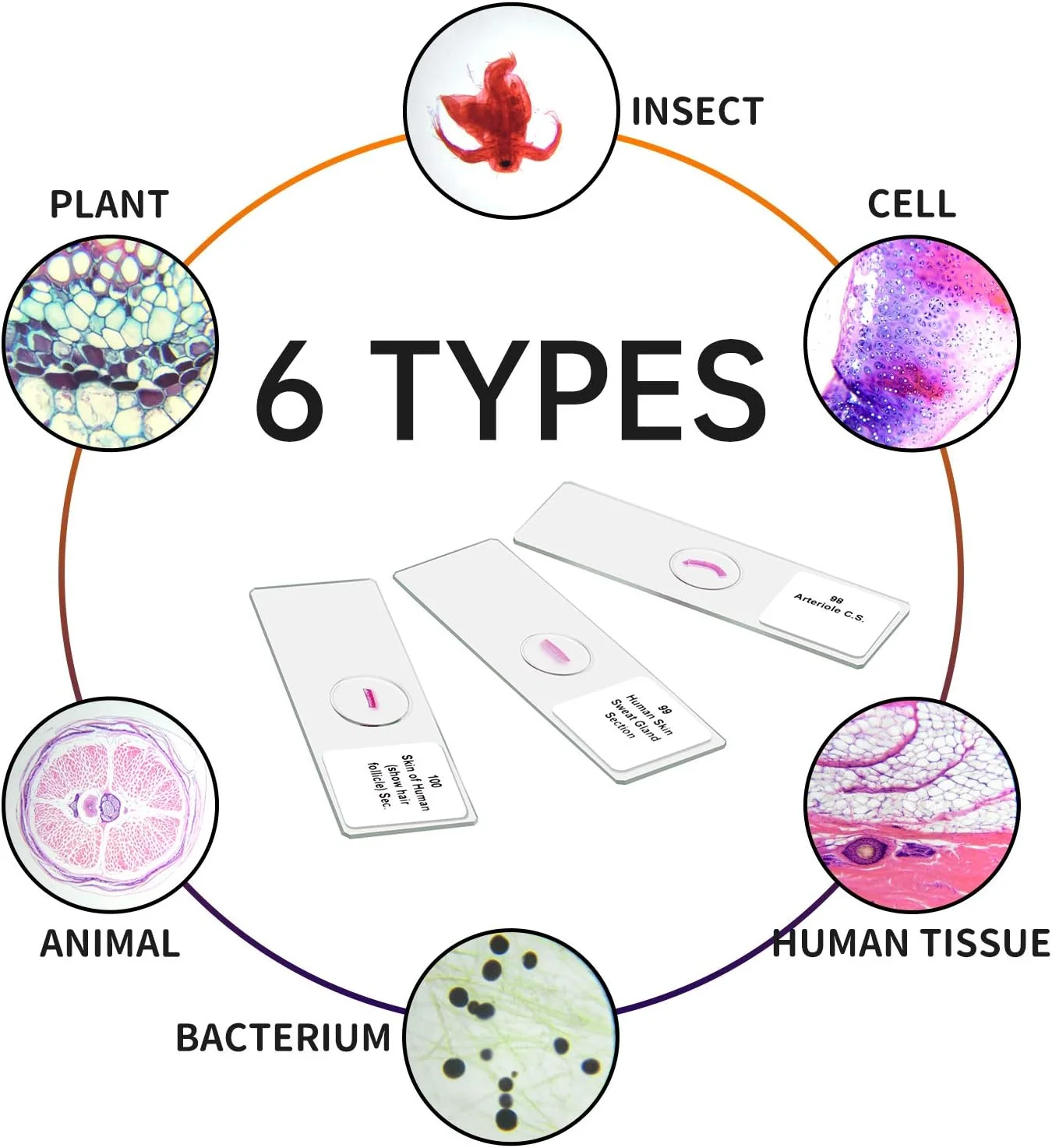 مجموعه اسلایدهای میکروسکوپ BNISE مدل LD-9112 مناسب آموزش دانش آموزان در خانه و مدرسه