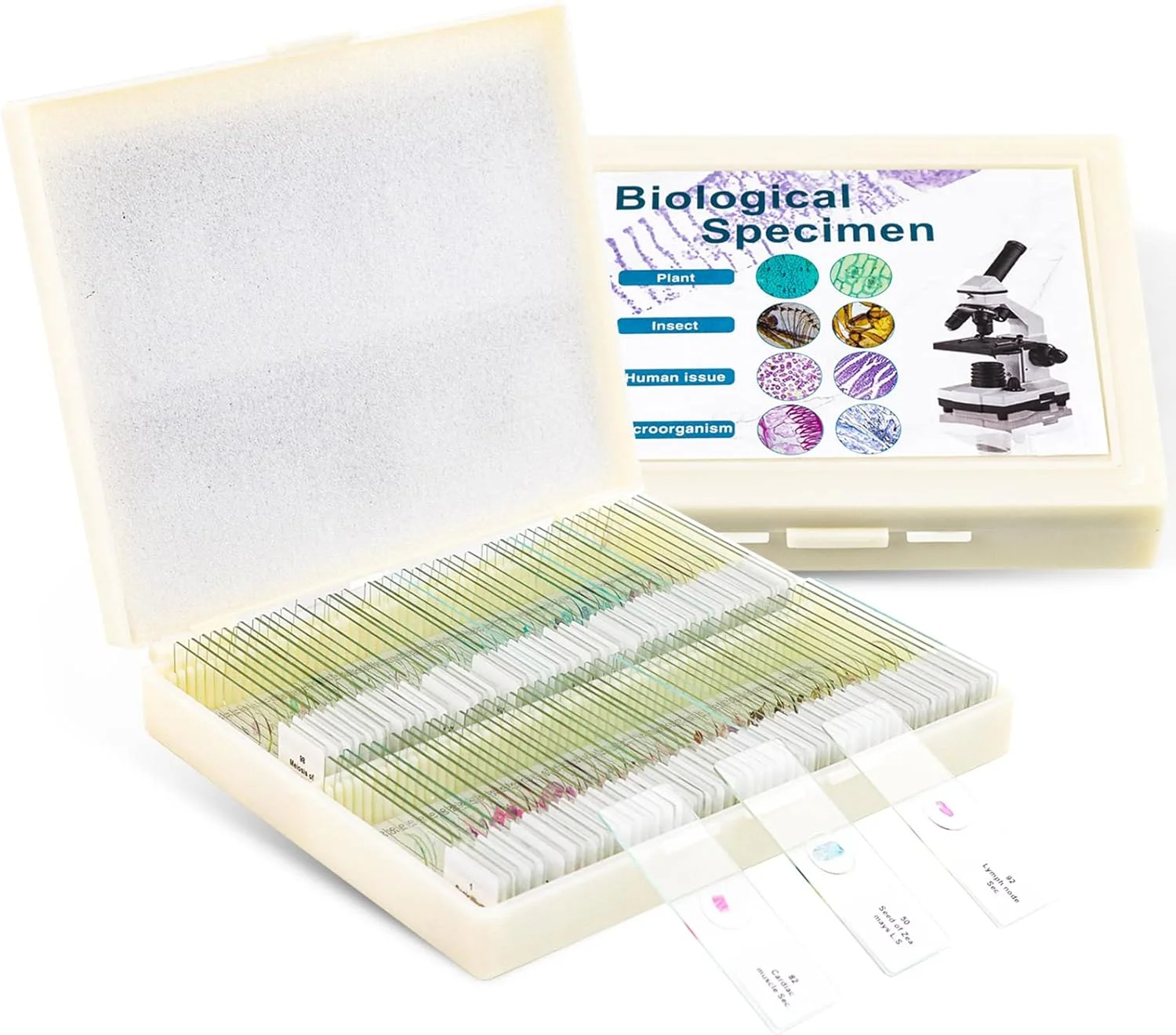 ۱۰۰ اسلاید میکروسکوپ آماده USCAMEL با نمونه برای کودکان و بزرگسالان - باکتری، قارچ، بافت های انسانی، میتوز، گیاهان، حشرات، نمونه های سلول های حیوانی برای آزمایشگاه علوم زیستی، دانش آموزان مدرسه
