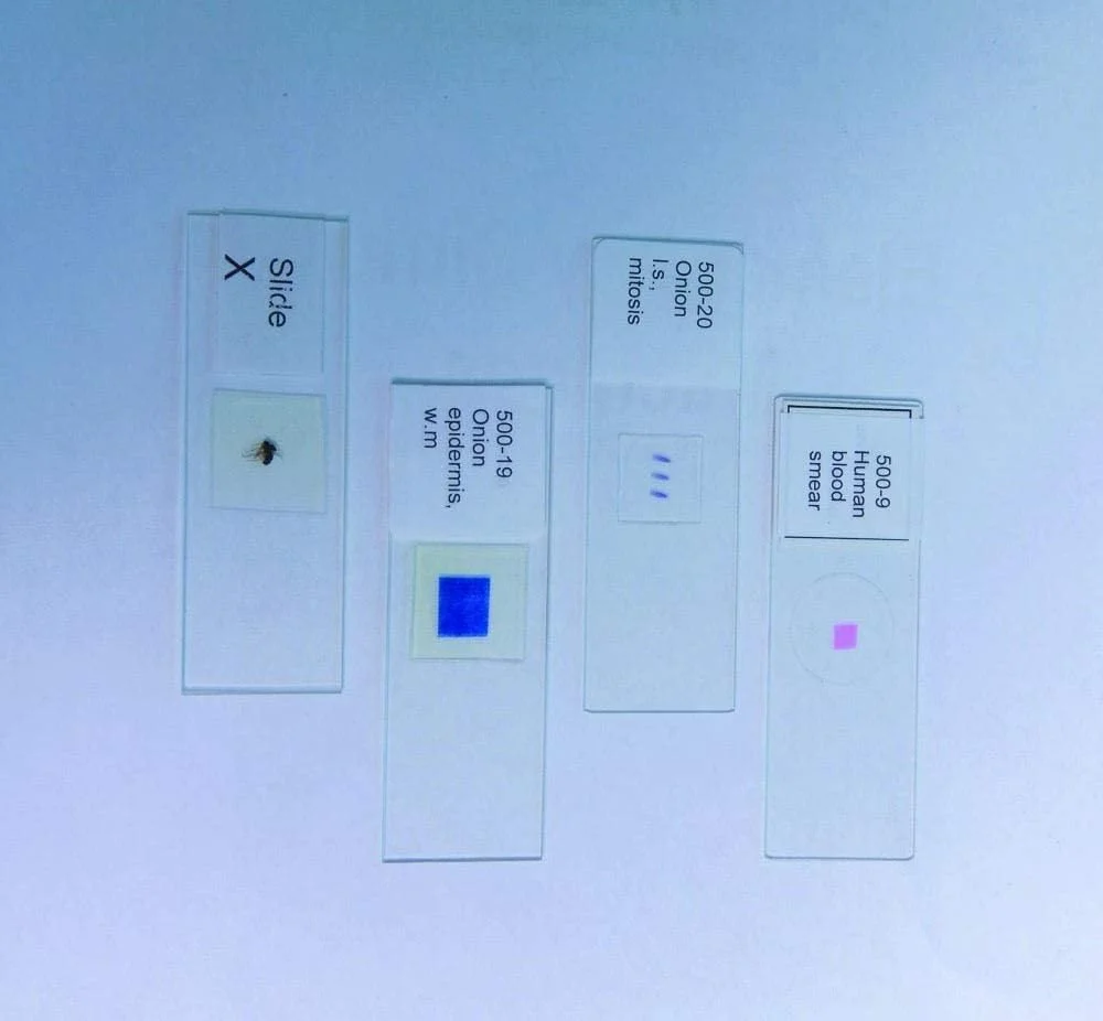 اسلاید میکروسکوپ آماده سلول های گونه انسان، 500-7، لوازم علمی متحد