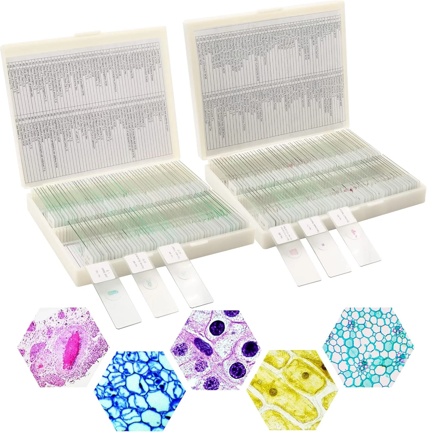 مجموعه 200 عددی اسلاید میکروسکوپ Prolee، شامل 100 گیاه و 100 بافت حیوانی به همراه برچسب و جعبه برای آموزش علوم زیستی