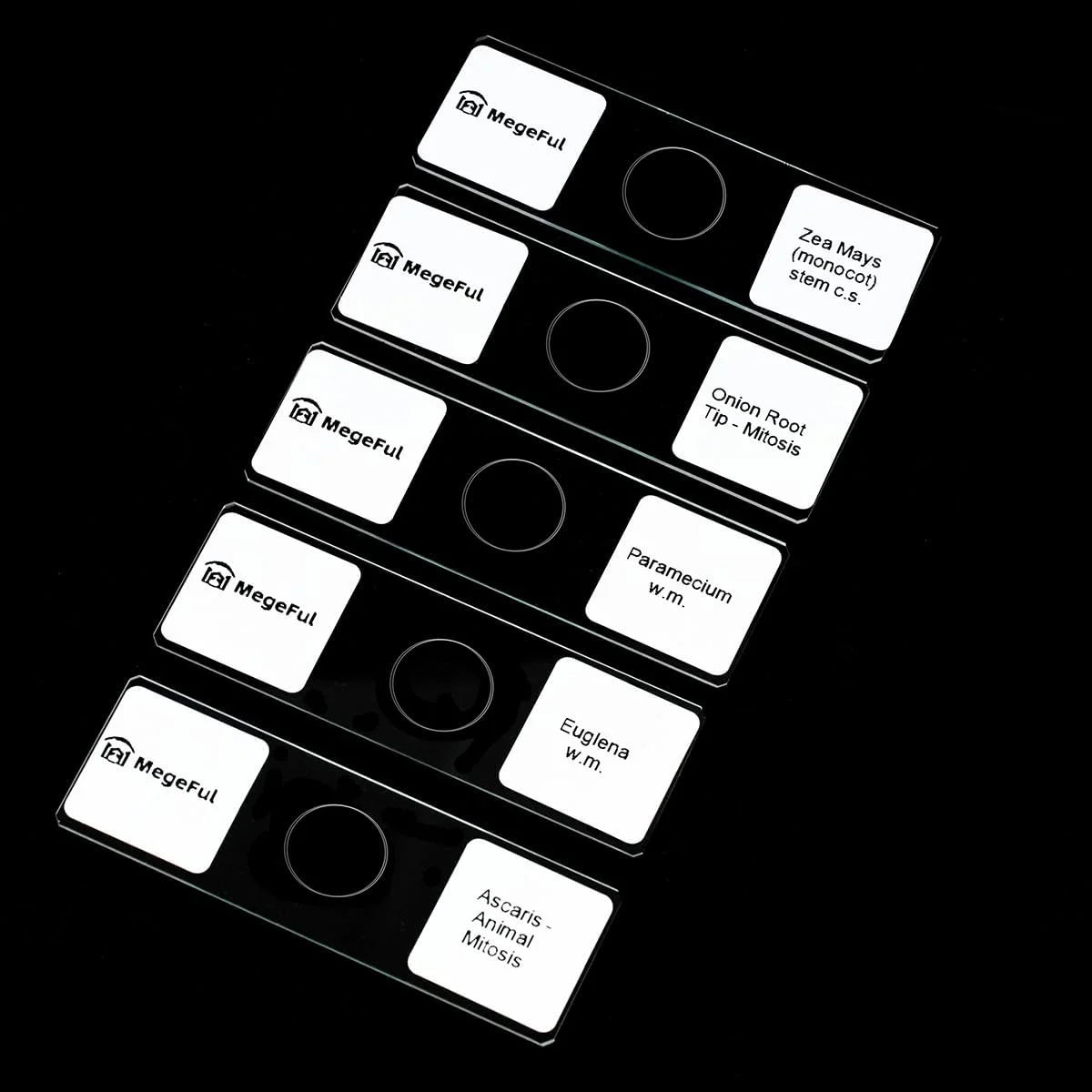 Prepared Microscope Slides for Apologia Biology Series, 16PCS Microscope Slides Set Includes Various Types Samples for Biology Course