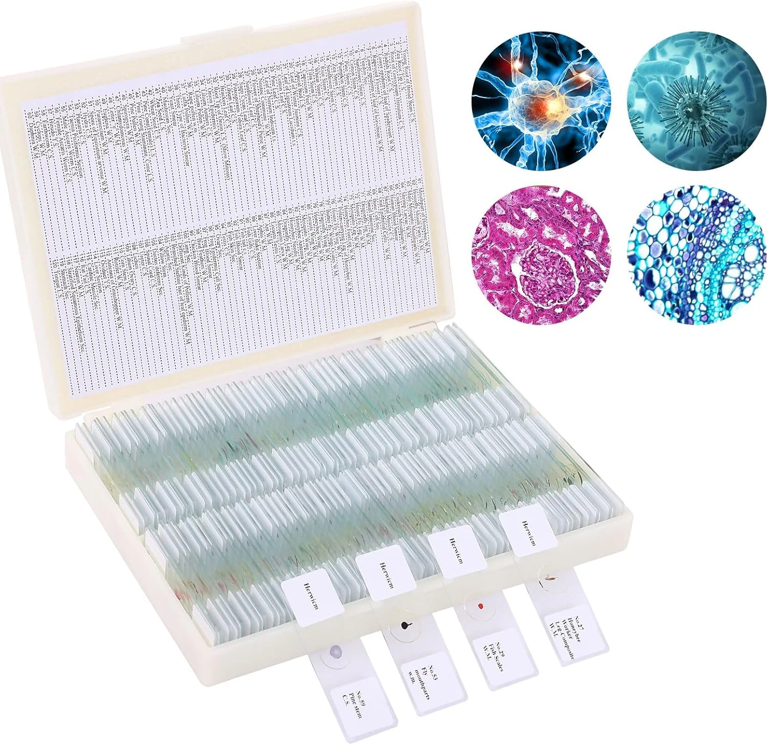 120 اسلاید میکروسکوپ با نمونه، مجموعه اسلاید گیاهی، حشرات، حیوانات و جلبک برای آموزش علوم پایه زیستی آزمایشگاه علوم زیستی