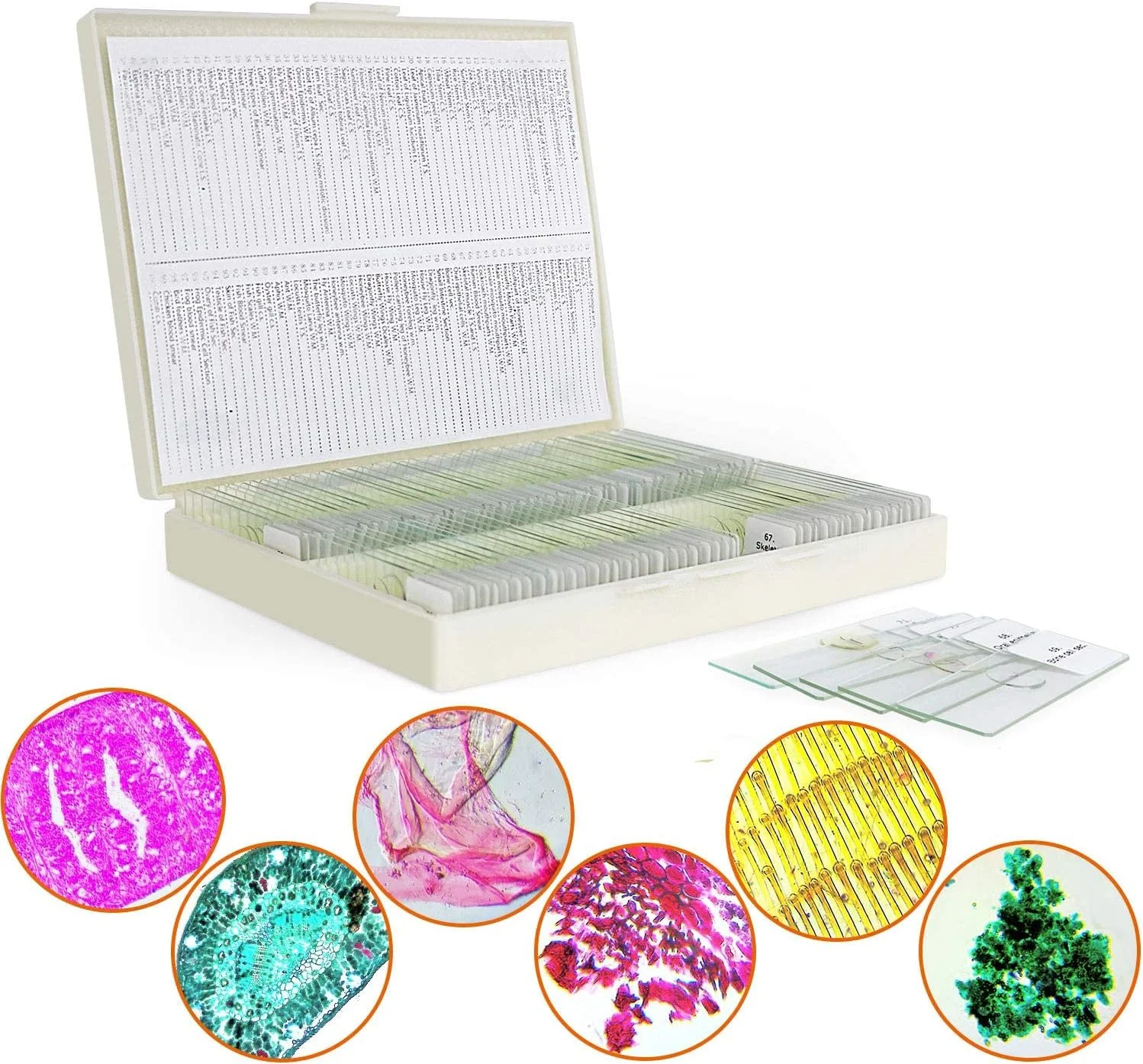 اسلایدهای میکروسکوپ آماده مکس لپتر 100 عددی برای نمونه های آزمایشگاهی زیست شناسی دانش آموزان، شامل حشرات، گیاهان، آموزش علوم، مناسب برای آموزش در منزل