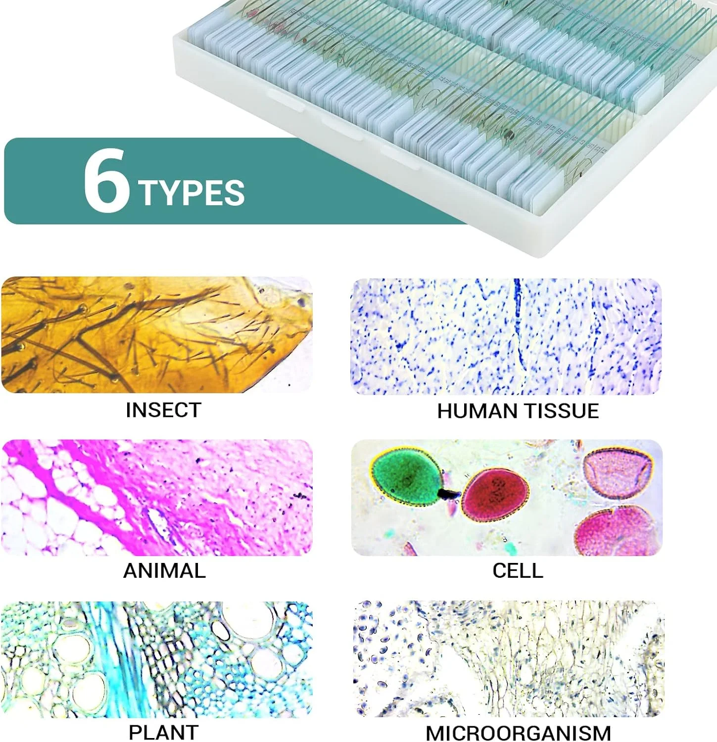 اسلایدهای میکروسکوپ آماده مکس لپتر 100 عددی برای نمونه های آزمایشگاهی زیست شناسی دانش آموزان، شامل حشرات، گیاهان، آموزش علوم، مناسب برای آموزش در منزل