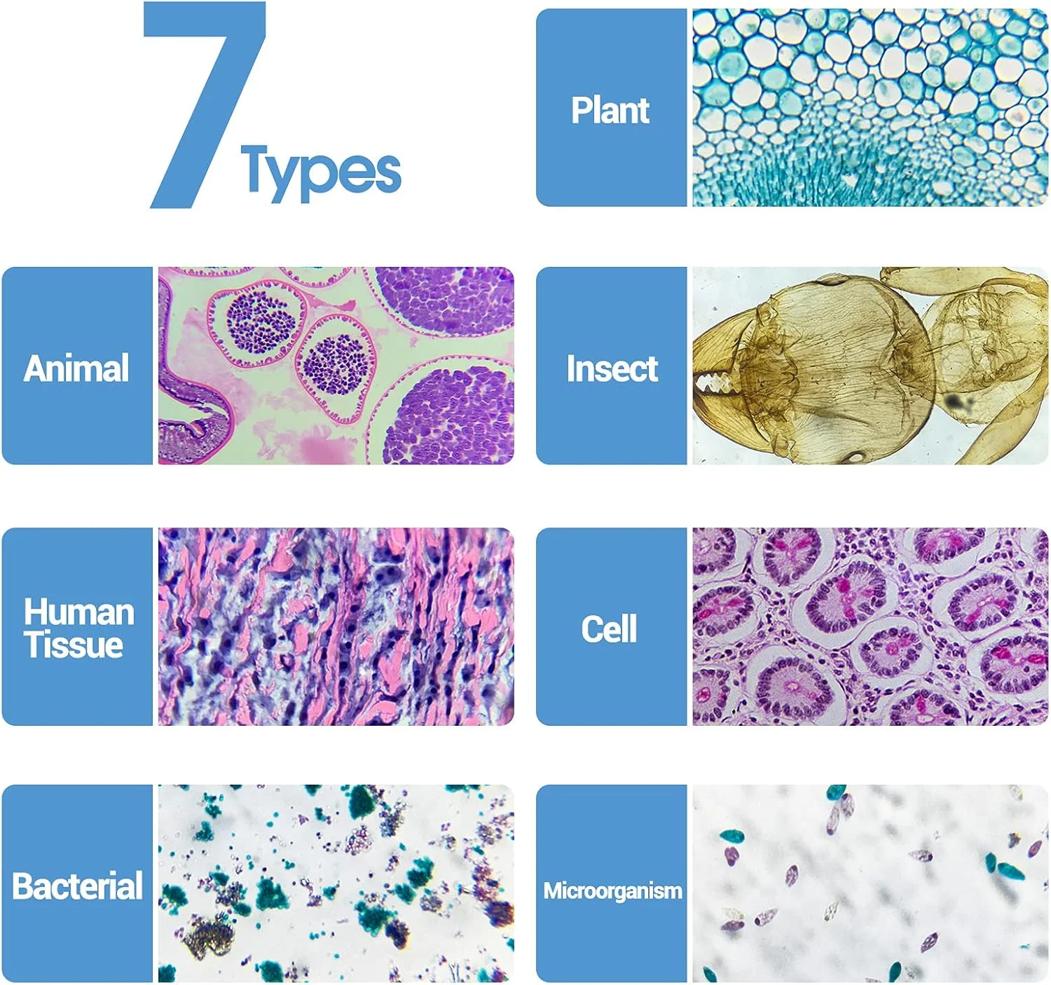 مجموعه 60 اسلاید میکروسکوپ LAKWAR با نمونه برای کودکان و بزرگسالان، اسلایدهای آماده میکروسکوپ برای آموزش میکروبیولوژی