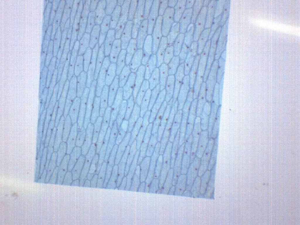 لام میکروسکوپ آماده پیاز، اپیدرم، مقطع کامل - 75x25 میلی متر - زیست شناسی و میکروسکوپ - آزمایشگاه ها