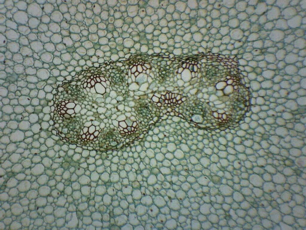 مقطع عرضی ریشه جوان و بالغ گیاه آلاله - اسلاید میکروسکوپ آماده - 75x25 میلی متر - زیست شناسی و میکروسکوپ - آزمایشگاه ها مقطع عرضی ریشه جوان و بالغ گیاه آلاله - اسلاید میکروسکوپ آماده - 75x25 میلی متر - زیست شناسی و میکروسکوپ - آزمایشگاه ها