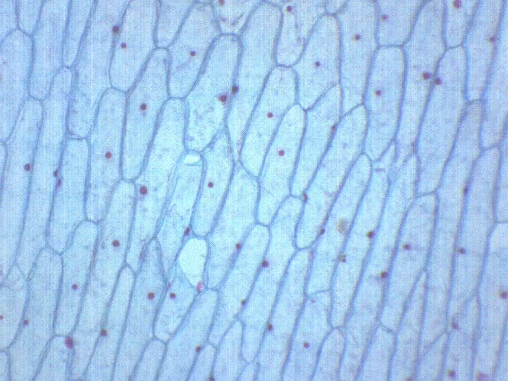 لام میکروسکوپ آماده پیاز، اپیدرم، مقطع کامل - 75x25 میلی متر - زیست شناسی و میکروسکوپ - آزمایشگاه ها