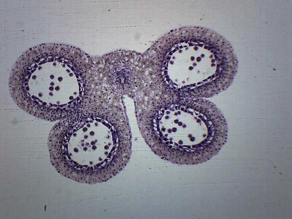 لام میکروسکوپ آماده برش عرضی بساک لیلیوم - مرحله اول تقسیم میوز - 75x25 میلی متر - زیست شناسی و میکروسکوپ