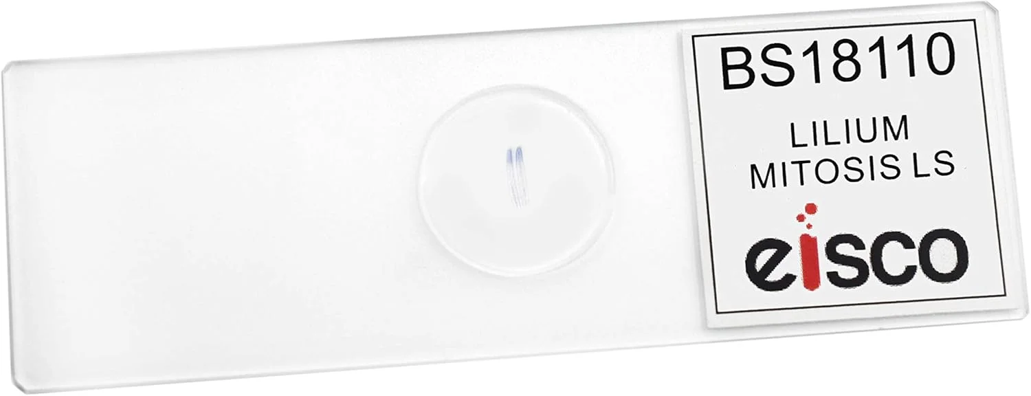 اسلاید میکروسکوپی آماده میتوز لیلیوم - 75x25 میلی متر - زیست شناسی و میکروسکوپ