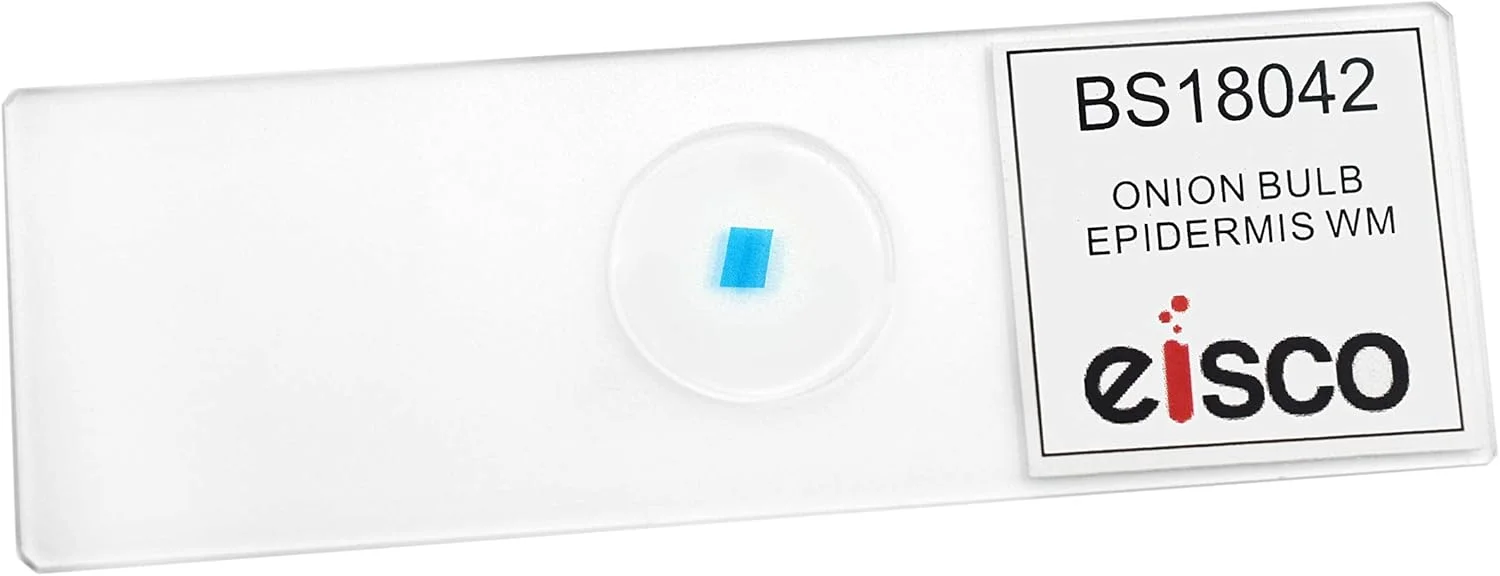 لام میکروسکوپ آماده پیاز، اپیدرم، مقطع کامل - 75x25 میلی متر - زیست شناسی و میکروسکوپ - آزمایشگاه ها