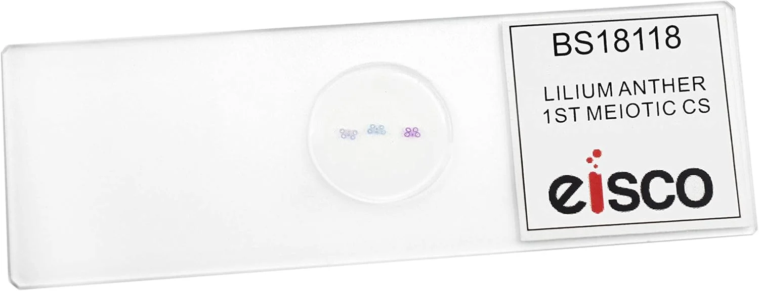 لام میکروسکوپ آماده برش عرضی بساک لیلیوم - مرحله اول تقسیم میوز - 75x25 میلی متر - زیست شناسی و میکروسکوپ