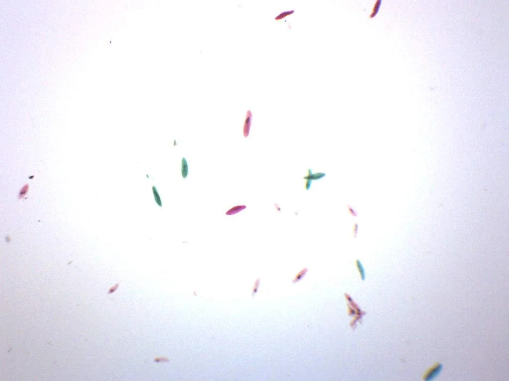 لام میکروسکوپ پارامسیوم، اسلاید آماده - 75 x 25 میلی متر - زیست شناسی و میکروسکوپ - آزمایشگاه ها