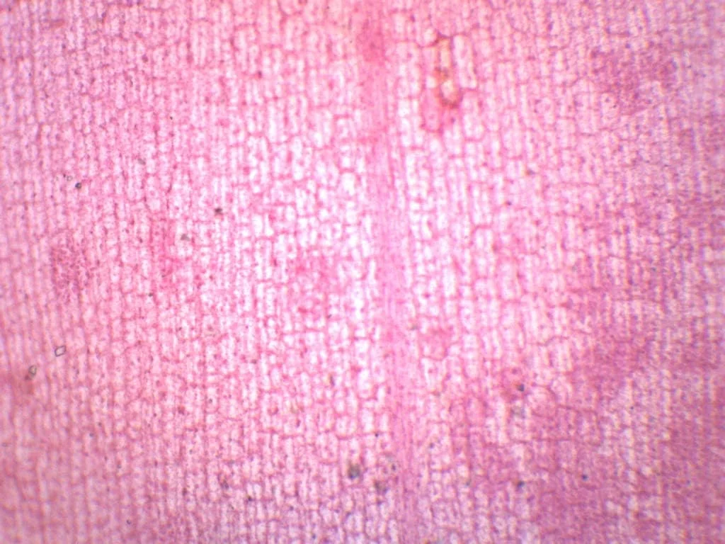 اسلاید میکروسکوپی آماده برگ غوطه ور الودئا - 75x25 میلی متر - میکروسکوپ - آزمایشگاه ها