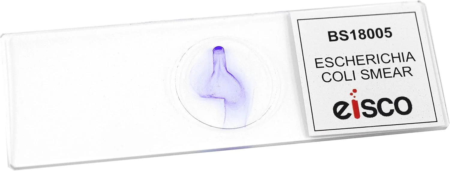 اسلاید میکروسکوپی آماده اشرشیا کلی (E-Coli)، رنگ آمیزی گرم - 75x25 میلی متر - زیست شناسی و میکروسکوپ اسلاید میکروسکوپی آماده اشرشیا کلی (E-Coli)، رنگ آمیزی گرم - 75x25 میلی متر - زیست شناسی و میکروسکوپ