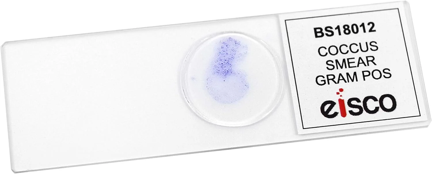 لام میکروسکوپ کوکوس رنگ آمیزی گرم مثبت - اسلاید آماده - 75x25 میلی متر - زیست شناسی و میکروسکوپ