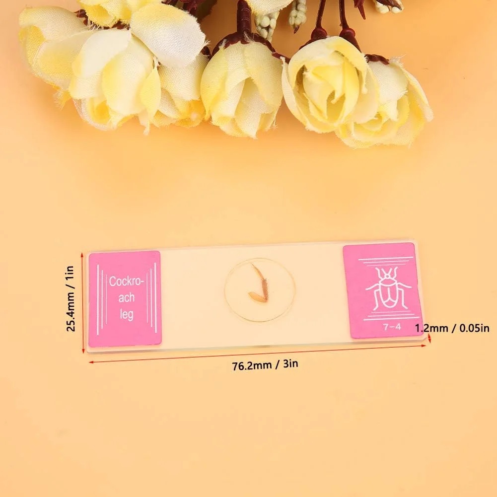 اسلاید های میکروسکوپ شیشه ای آماده زیست شناسی Eujgoov با مجموعه 35 عددی نمونه برای دانش آموزان و هدیه، با بافت های رنگارنگ و مرزهای واضح، مجموعه لوازم جانبی عالی میکروسکوپ اسلاید های میکروسکوپ شیشه ای آماده زیست شناسی Eujgoov با مجموعه 35 عددی نمونه برای دانش آموزان و هدیه، با بافت های رنگارنگ و مرزهای واضح، مجموعه لوازم جانبی عالی میکروسکوپ