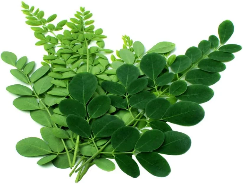 تونیک گیاهی سم زدای دانه سیاه Gye Nyame به همراه مورینگا - 473 میلی لیتر - اورجینال و بهترین