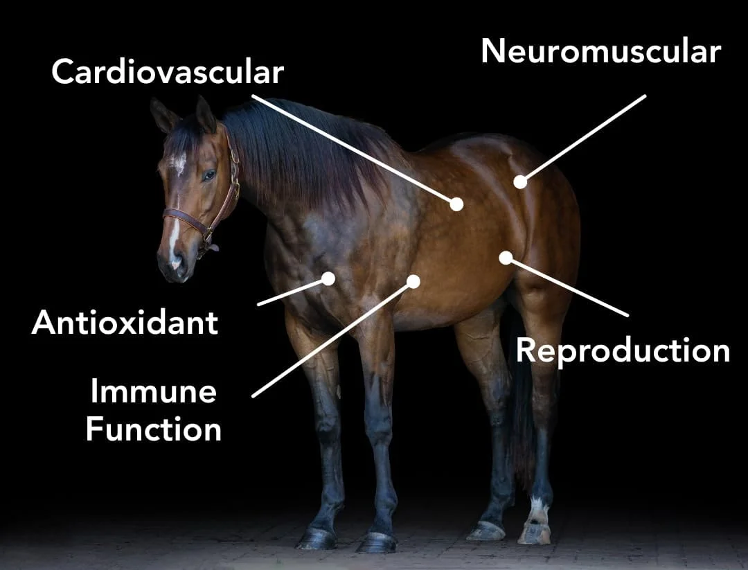 پلت ویتامین ای 5000 مد-وت 3 پوندی پلت ویتامین ای 5000 مد-وت 3 پوندی