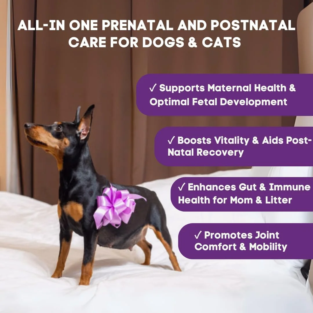 ویتامین های دوران بارداری برای سگ و گربه - مکمل قبل و بعد از زایمان با پروبیوتیک ها، گلوکوزامین، MSM، CoQ10 و ویتامین های ضروری - پشتیبانی از بارداری، شیردهی و بهبودی - 90 عدد جویدنی نرم (طعم ماهی سالمون)