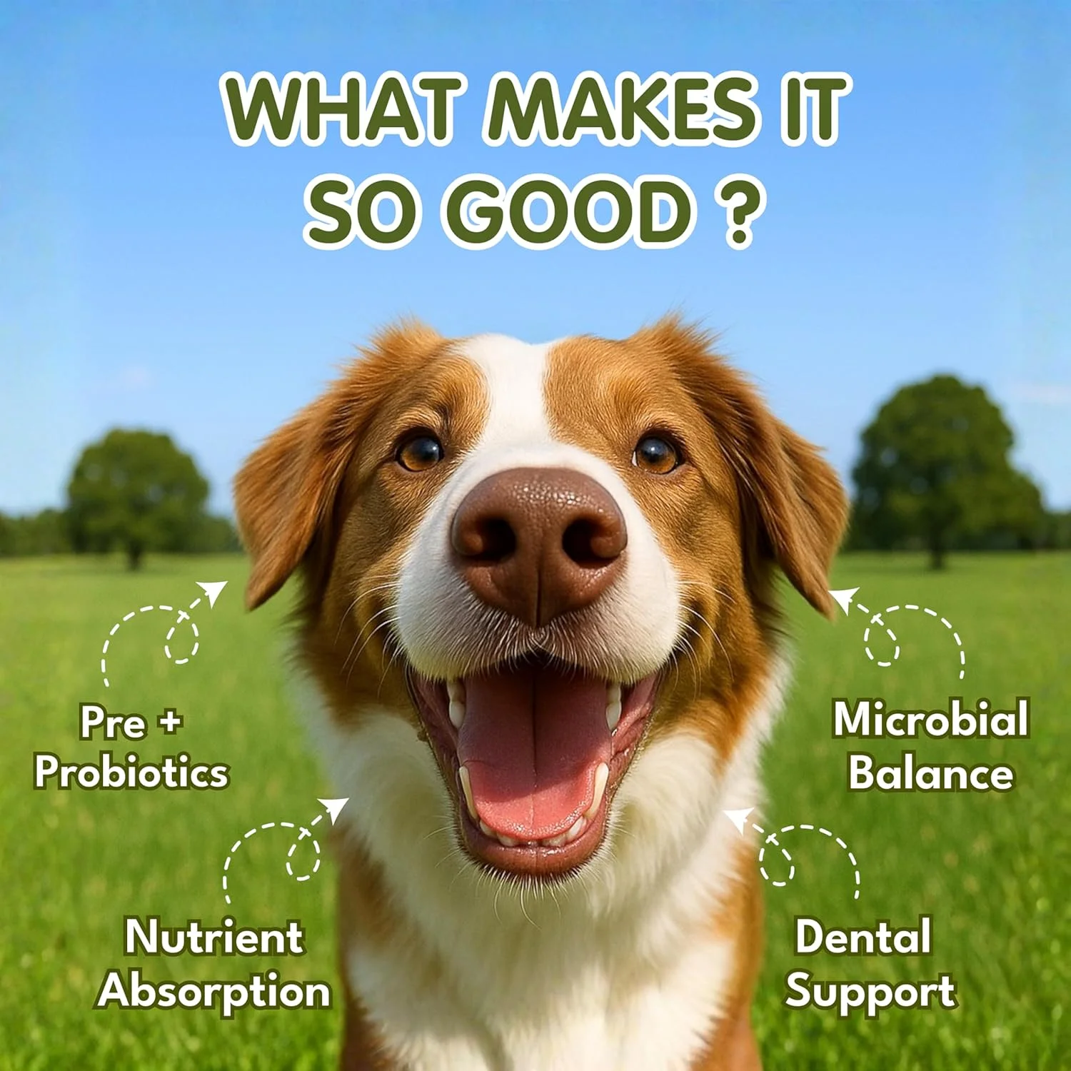 پودر پروبیوتیک خوراکی سگ پت رویال - پری بیوتیک و بهبود سلامت لثه، کاهش بوی بد دهان، کنترل بیماری های دندانی سگ 100 گرم