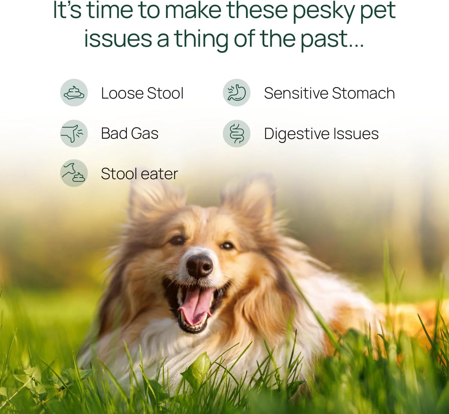 پاو تری Gastro Pro Plus® برای سگ ها و گربه ها - پروبیوتیک ها، پری بیوتیک ها و آنزیم های گوارشی - برای معده حساس، مشکلات گوارشی، مدفوع شل و گاز بد (60 عدد)