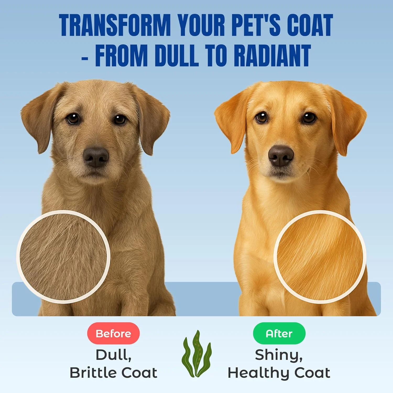 پودر جلبک دریایی ارگانیک لایف لاین برای گربه ها، سگ ها، دام و اسب ها - مکمل ید طبیعی برای پوست، مو و دندان های سالم - کاهش پلاک و افزایش متابولیسم - 226 گرم پودر جلبک دریایی ارگانیک لایف لاین برای گربه ها، سگ ها، دام و اسب ها - مکمل ید طبیعی برای پوست، مو و دندان های سالم - کاهش پلاک و افزایش متابولیسم - 226 گرم