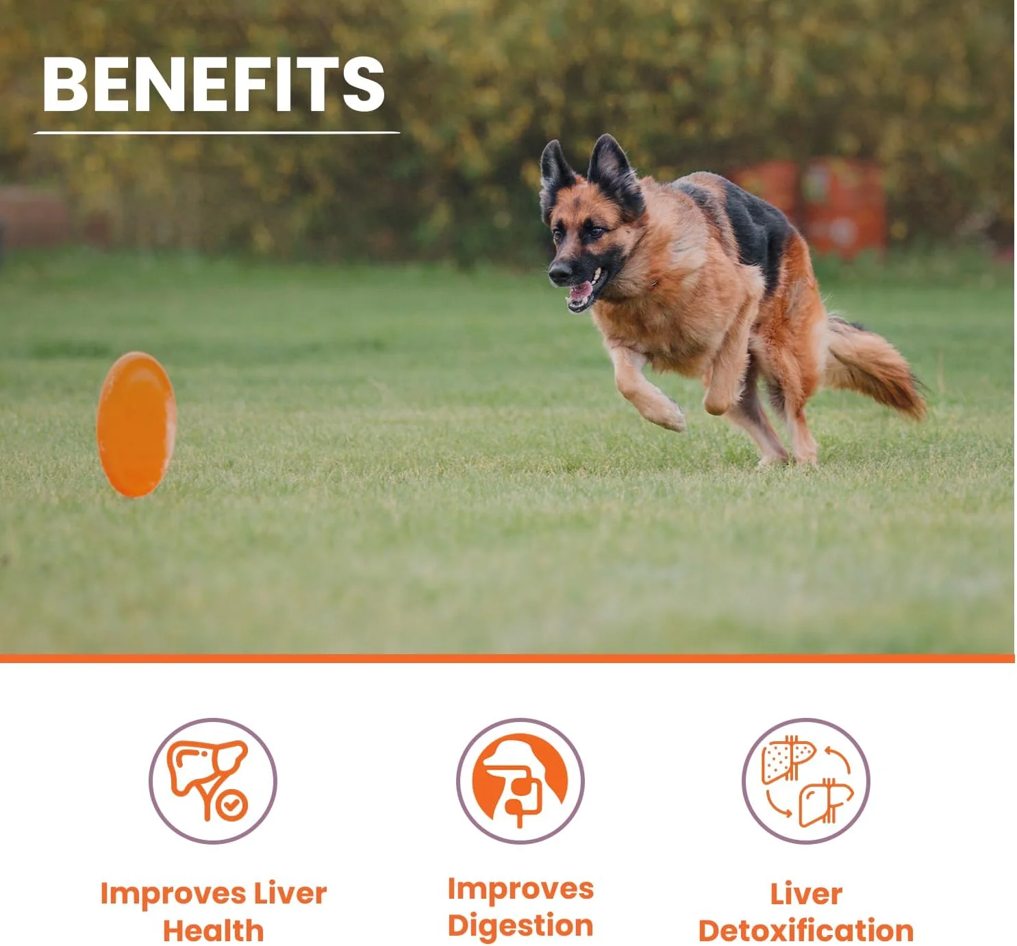 شربت مراقبت از کبد، 200 میلی لیتر با عصاره خار مریم (سیلیمارین)، فرمول پیشرفته برای پشتیبانی و سم زدایی کبد، طعم مرغ برای سگ ها و گربه ها