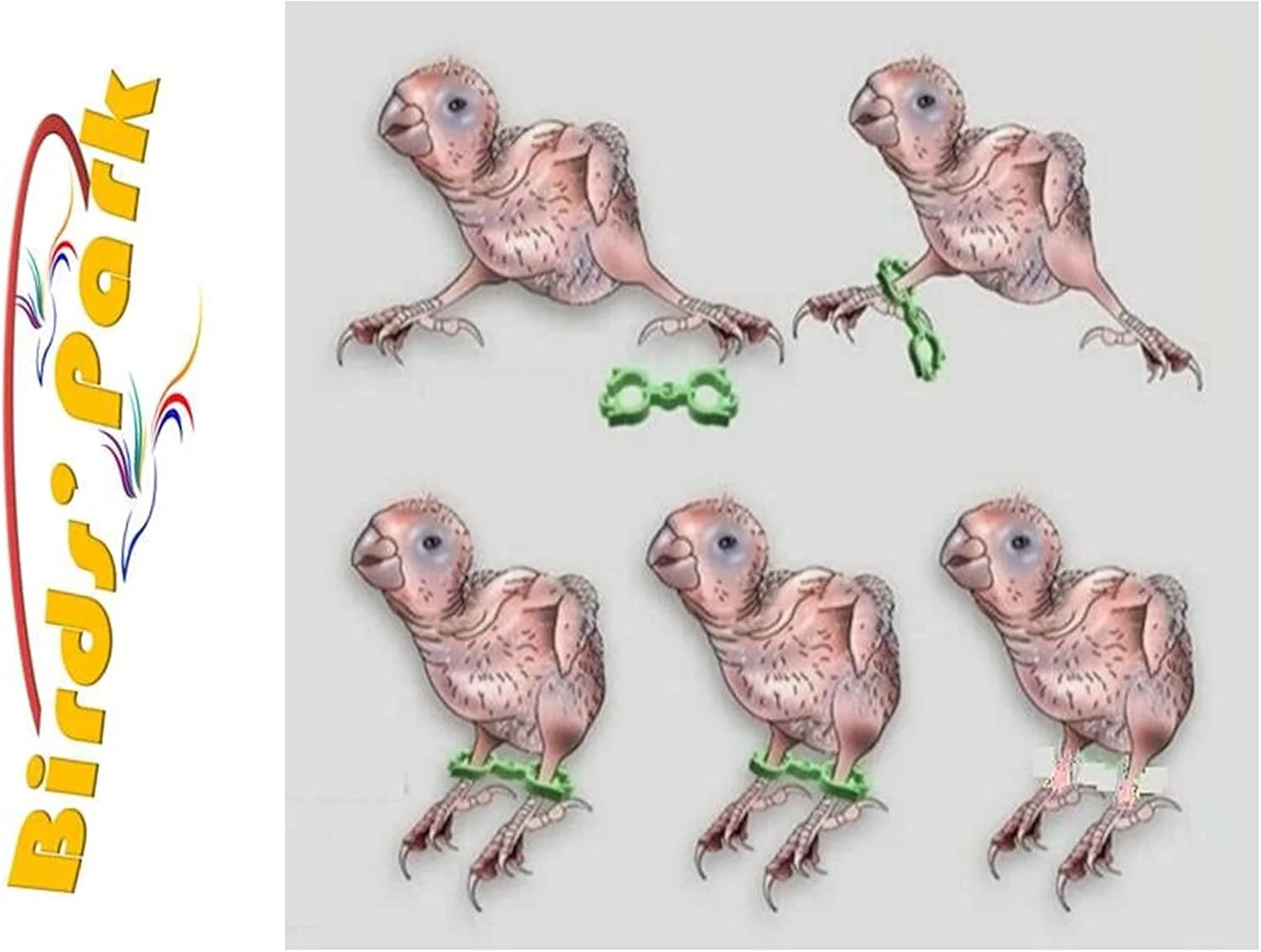 بند پلاستیکی درمان پای باز پرندگان - مناسب برای انواع پرندگان با سایزهای مختلف - بسته 10 عددی - Birds' Park بند پلاستیکی درمان پای باز پرندگان - مناسب برای انواع پرندگان با سایزهای مختلف - بسته 10 عددی - Birds' Park