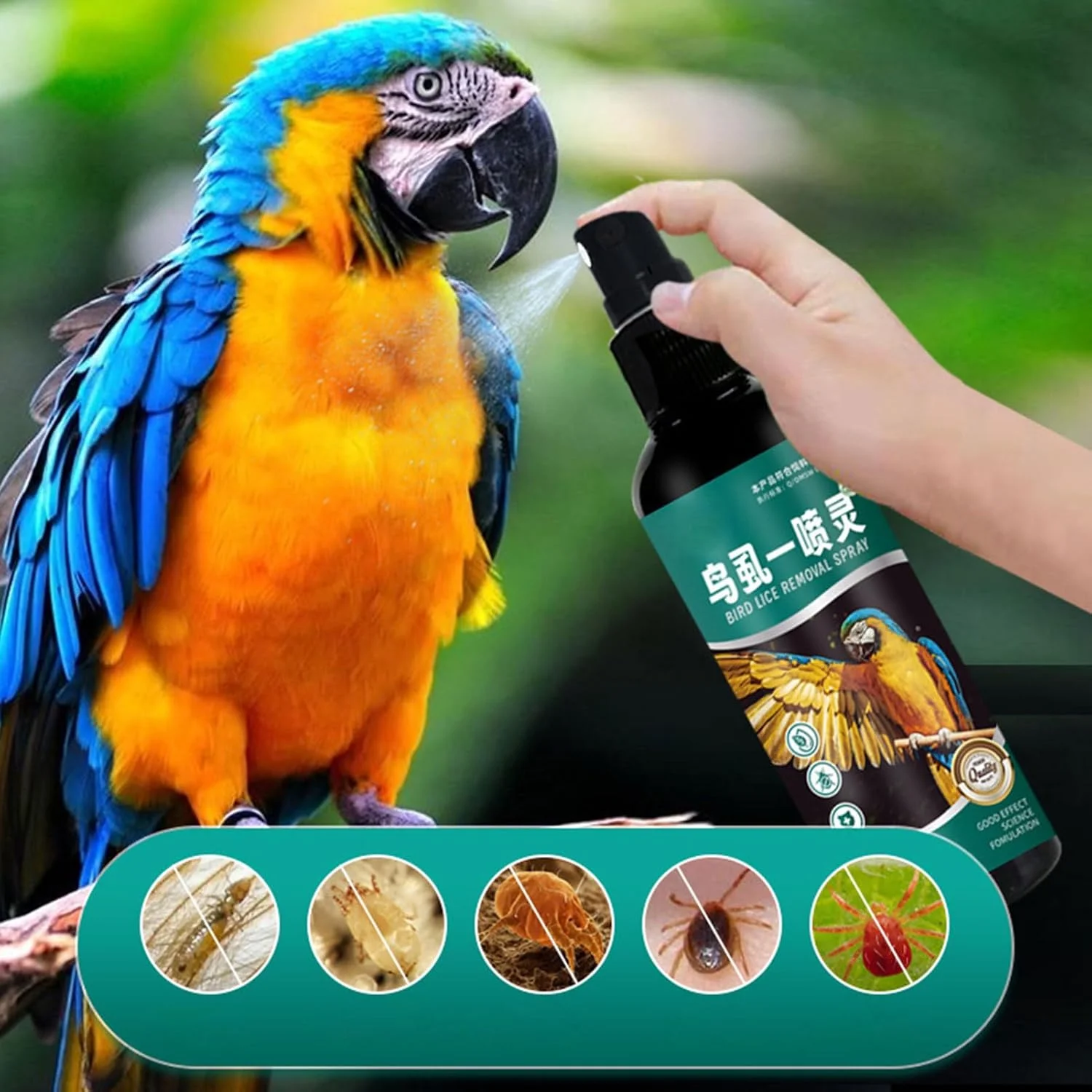اسپری ضد کنه برای پرندگان، 100 میلی لیتر، عامل از بین برنده کنه پرندگان، لوازم نگهداری محافظتی حیوانات خانگی برای عروس هلندی، مرغ عشق و طوطی اسپری ضد کنه برای پرندگان، 100 میلی لیتر، عامل از بین برنده کنه پرندگان، لوازم نگهداری محافظتی حیوانات خانگی برای عروس هلندی، مرغ عشق و طوطی