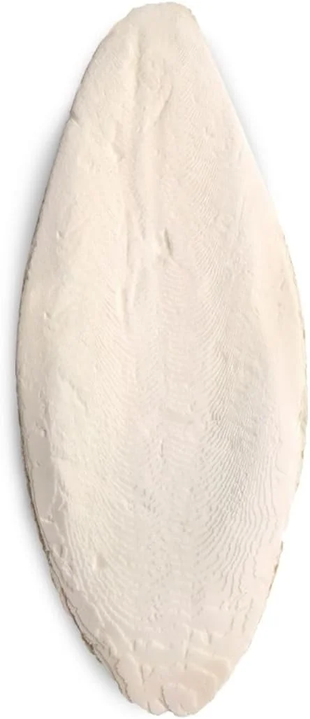 صدف سپیا ریو سایز M صدف سپیا ریو سایز M