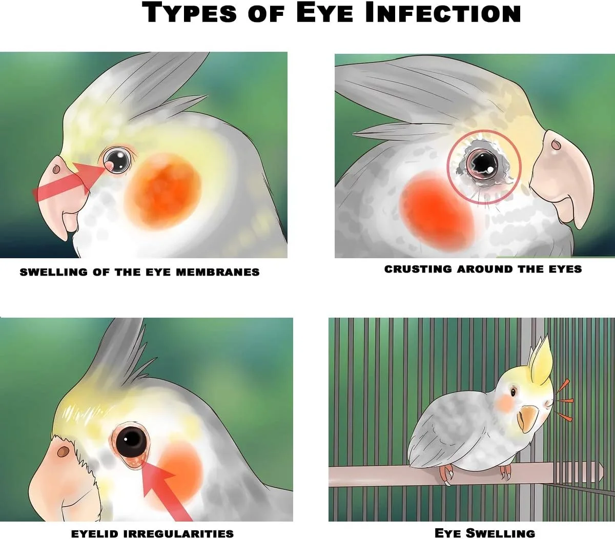 محلول مراقبت از چشم پرندگان PCI I-Care Pro (بسته 2 عددی) (30 میلی لیتر x 2)