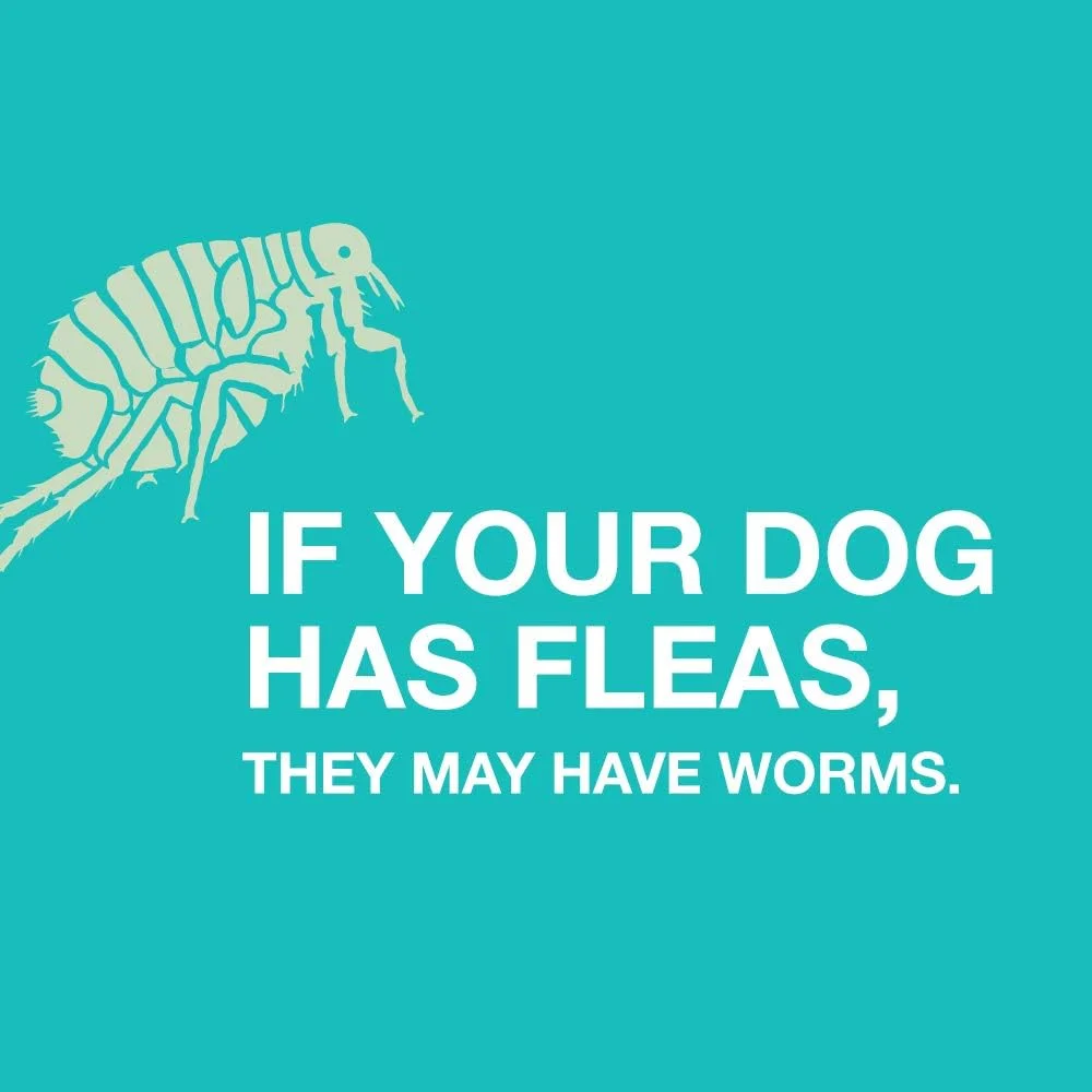 قرص جویدنی ضد انگل چهارگانه الانکو برای سگ های بزرگ، 20 کیلوگرم و بالاتر، 2 عدد قرص جویدنی