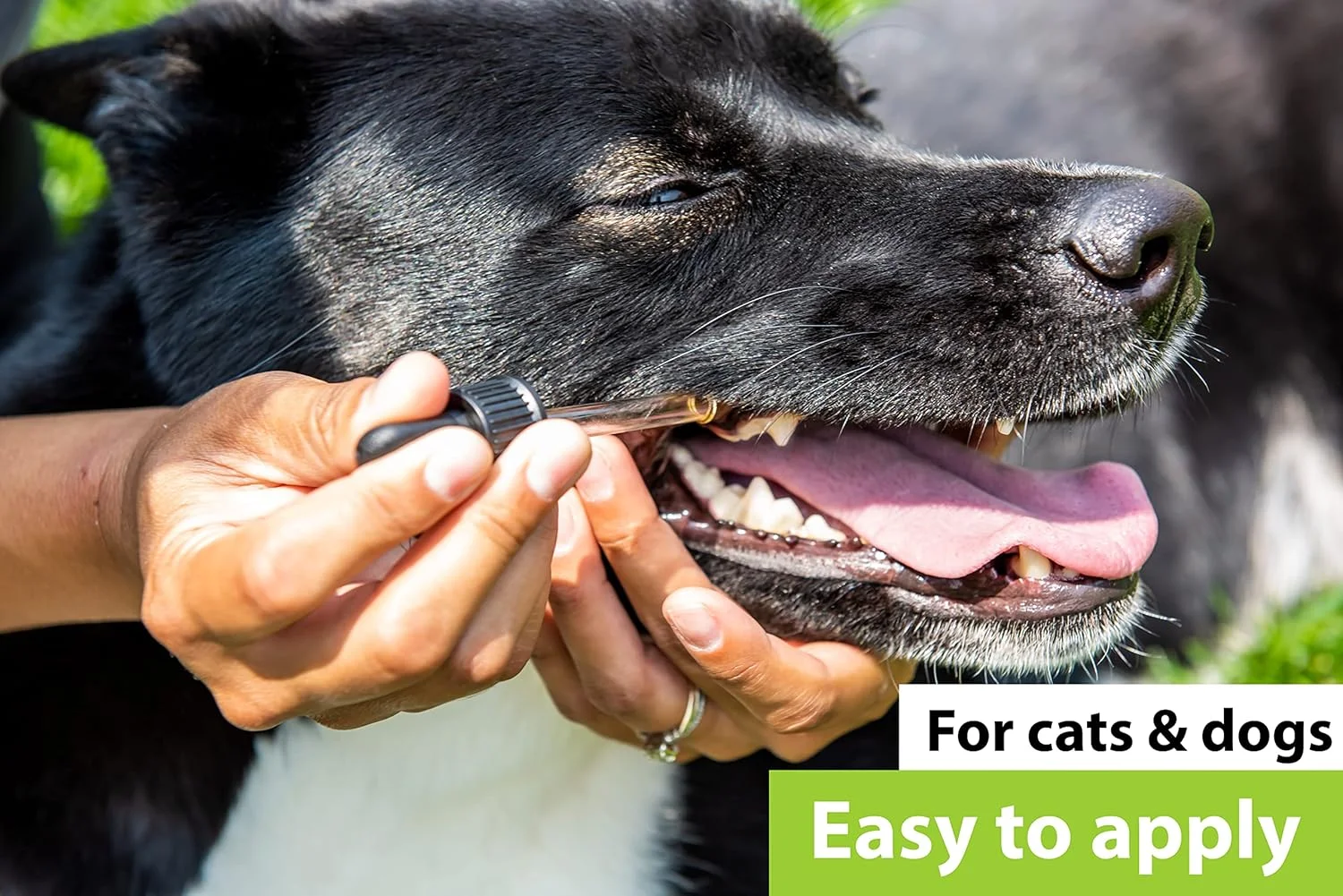 محلول بهداشت دهان و دندان دکتر جودی مورگان برای سگ و گربه، 30 میلی لیتر